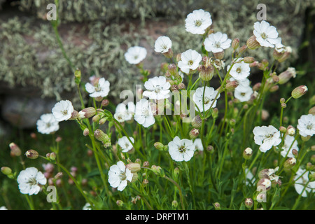 Mer (Silene uniflora) à côté d'un mur de pierre, Inishmurray isalnd, Comté de Sligo, Irlande. Banque D'Images