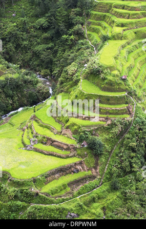 Terrasses de riz de Banaue, dans Philippines. Banque D'Images