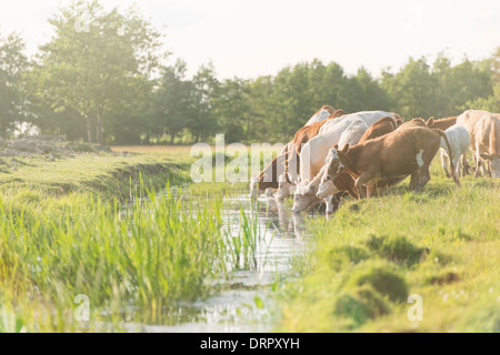 Troupeau de vaches au pâturage, l'eau potable d'une rivière, la Suède Banque D'Images