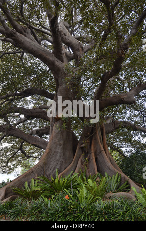 Racines tordues de Moreton Bay Fig Tree (arbre banyan (Ficus macrophylla)), Banque D'Images