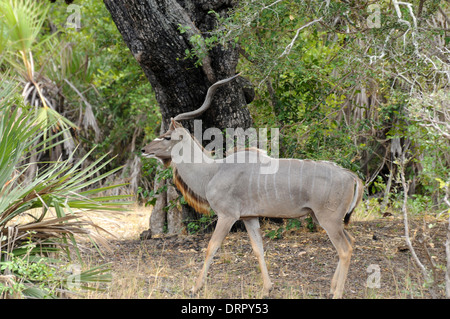 Grand koudou (Tragelaphus strepsiceros). Mâle adulte. Banque D'Images