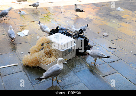 Venise, Vénétie, Italie. Mouettes de manger les ordures au marché aux poissons du Rialto Banque D'Images