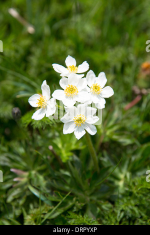 Fleurs sauvages alpines, Dryade, Dryas octopetala en fleurs sous les Alpes Suisses, Suisse Banque D'Images