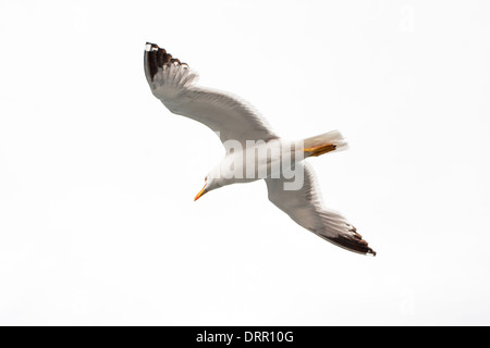 ​​Gull, mer, mouette, bateau à vapeur du Bosphore, Istanbul, Turquie, les ailes, le ciel, le vent, les oiseaux, les oiseaux, les îles des Princes, Mer de Marmara Banque D'Images