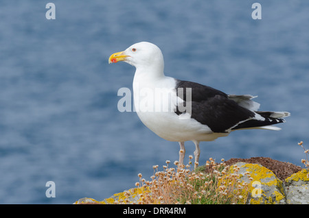 Un grand papillon noir au dos sur Lunga, Treshnish Isles, Hébrides intérieures, en Écosse. Banque D'Images