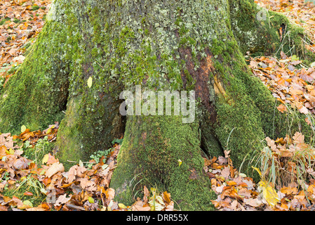 Souche d'arbre couverts de mousse verte et englobait avec orange, jaune, les feuilles d'automne. Banque D'Images