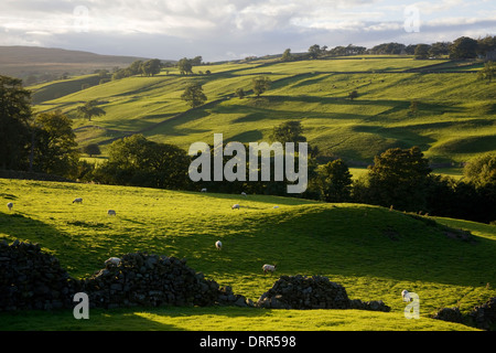 Swaledale, Yorkshire Dales. En regardant vers l'Feetham en fin d'après-midi du soleil. Banque D'Images