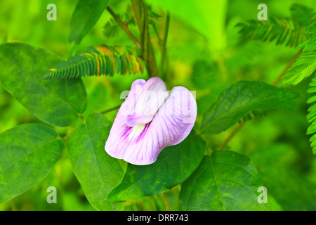 Fleurs de pois ou pois papillon, la flore dans la nature Banque D'Images