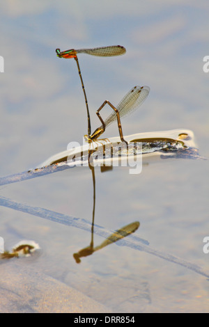 Reproduction L'accouplement de demoiselles sur la branche sur la rivière Banque D'Images