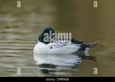 Schellente, Bucephala clangula Garrot mâle, duck Banque D'Images