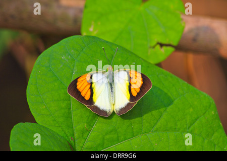 Papillon sur feuille, Ixias pyrene ou Jaune Orange Tip espèces Banque D'Images