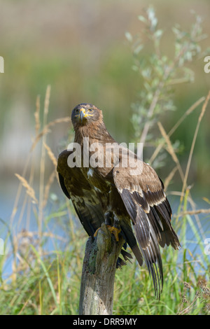 Steppenadler, Aquila nipalensis, Steppe Eagle Banque D'Images