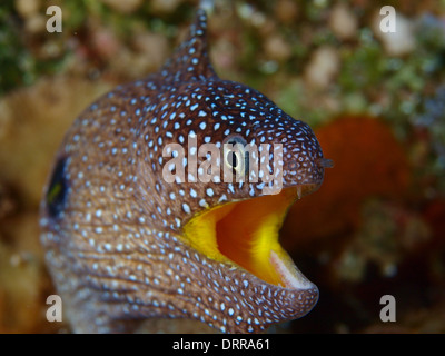 Une bouche jaune murène portrait dans la mer rouge Banque D'Images