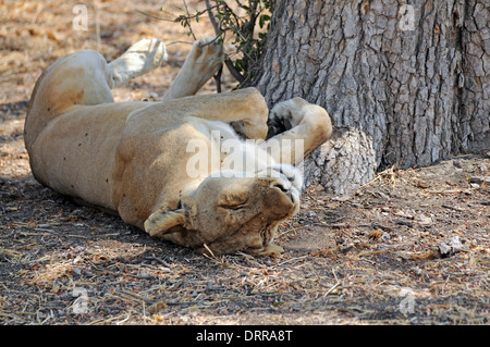 Lion (Panthera leo). Lionne dort sur son dos Banque D'Images