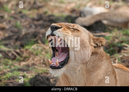 Lion (Panthera leo). Lionne de bâiller. Banque D'Images