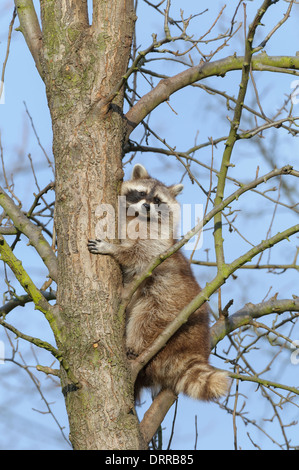 Waschbaer, Procyon lotor, raton laveur Banque D'Images