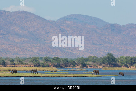 Rivière Zambezi avec les éléphants et les buffles Banque D'Images