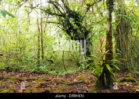 Intérieur de cloudforest sur le versant Pacifique de la Cordillère des Andes en Equateur avec une plante de bromelia Banque D'Images