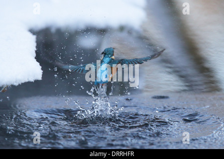 Kingfisher (Alcedo atthis pêche) qui sortent de l'eau en hiver, l'Europe. Banque D'Images