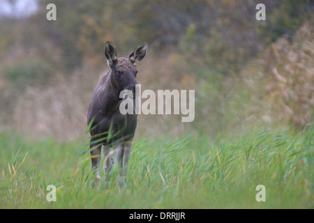 L'Élan (Alces alces) à l'inondation. L'Europe Banque D'Images