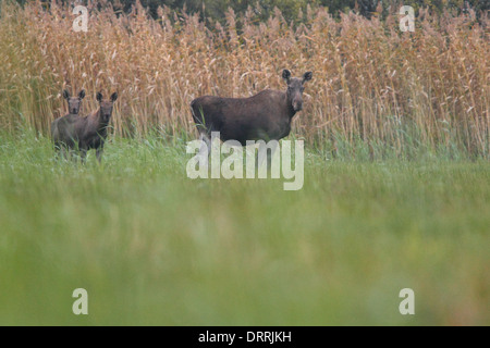 Femme sauvage l'Élan (Alces alces) avec des veaux à l'inondation. L'Europe Banque D'Images