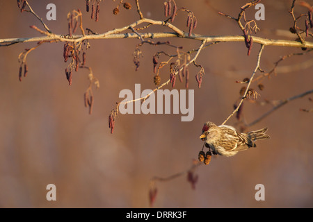 Sizerin flammé (Carduelis flammea) accroché sur l'Aulne branche d'arbre en hiver. Banque D'Images