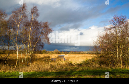 Vue sur les lits de roseaux à Ham Wall réserve naturelle sur les niveaux de Somerset UK en hiver Banque D'Images