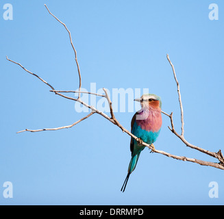 Lilac Breasted Roller au repos sur une branche d'arbre - Madikwe Game Reserve Afrique du Sud Banque D'Images