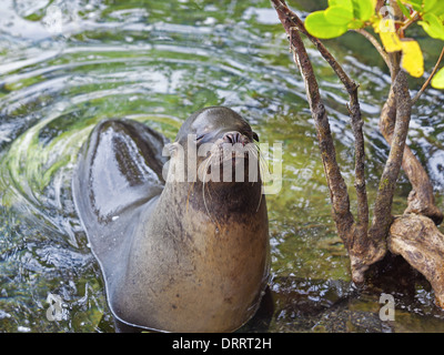 Sea Lion portrait Banque D'Images