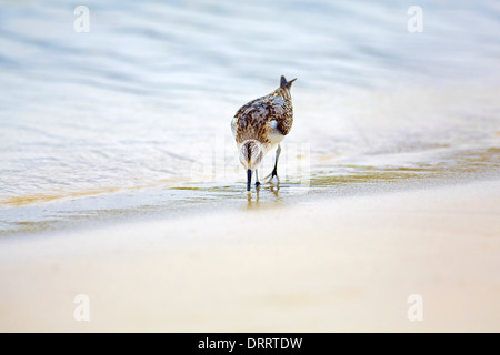 Mockingbird sur Tortuga Bay Banque D'Images