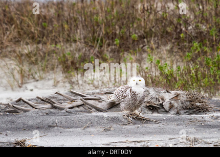 Un harfang des neiges (Bubo scandiacus) assis sur la plage de Little Talbot Island State Park, Florida, USA. Banque D'Images