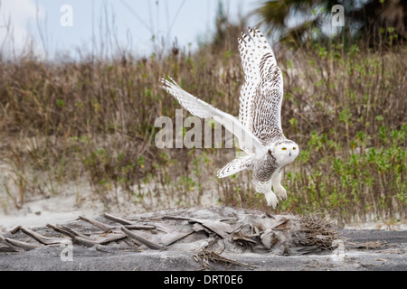 Un harfang des neiges (Bubo scandiacus) en vol à Little Talbot Island State Park, Florida, USA. Banque D'Images