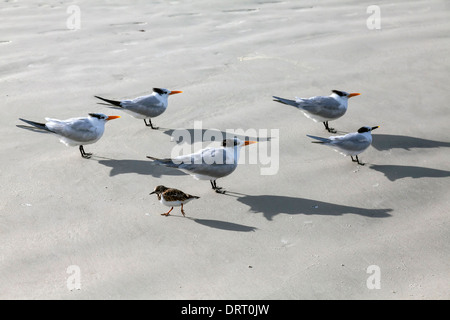 Petit, le tournepierre à collier en plumage d'hiver passe en sens inverse d'un troupeau de Royal et de sternes sur sable Daytona Beach, États-Unis Banque D'Images