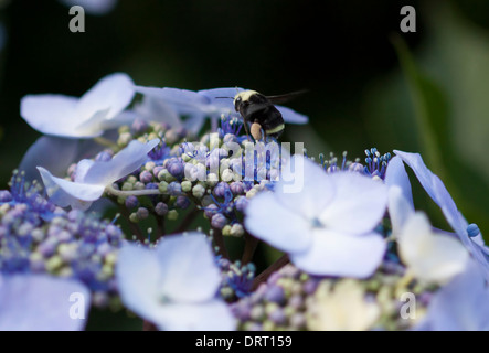 Bumblebee sur les fleurs Banque D'Images