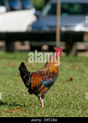 Un oiseau rouge de la Jungle à Hawaï Banque D'Images