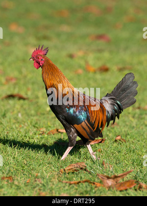 Un oiseau rouge de la Jungle à Hawaï Banque D'Images