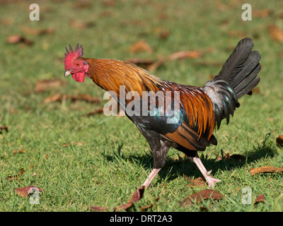 Un oiseau rouge de la Jungle à Hawaï Banque D'Images