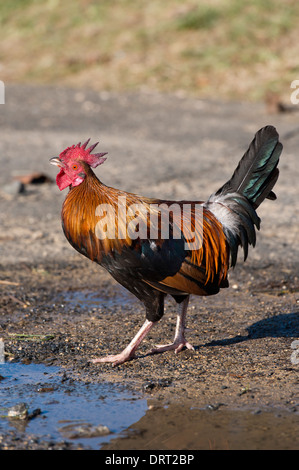 Un oiseau rouge de la Jungle à Hawaï Banque D'Images