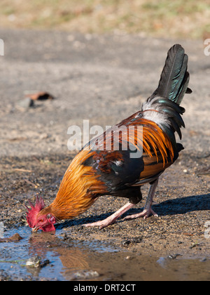 Un oiseau rouge de la Jungle à Hawaï Banque D'Images