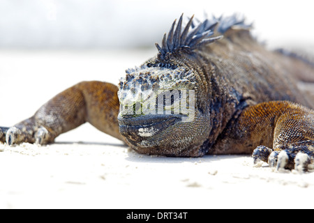 Iguane marin des Galapagos Banque D'Images