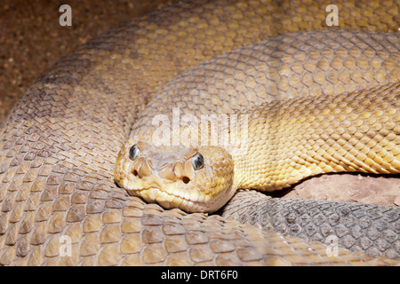 Diamondback Rattlesnake, Crotalus ruber, Baja California, Mexique Banque D'Images