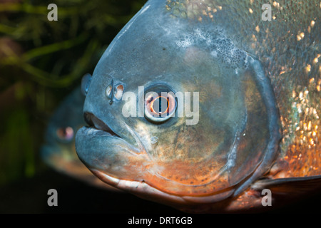 Red-bellied Piranha Piranha, vermelha, Brésil Banque D'Images