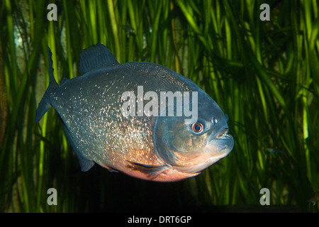 Red-bellied Piranha Piranha, vermelha, Brésil Banque D'Images