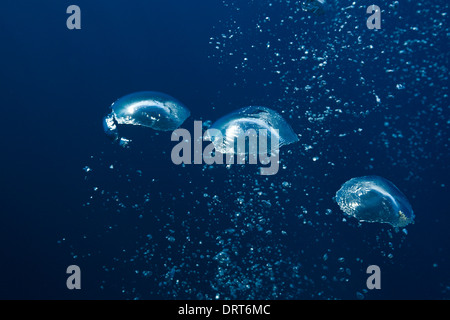 Des bulles d'air dans l'océan, l'île de Guadalupe, Mexique Banque D'Images