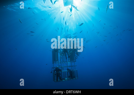 Plongée en Cage avec les grands requins blancs, l'île de Guadalupe, Mexique Banque D'Images