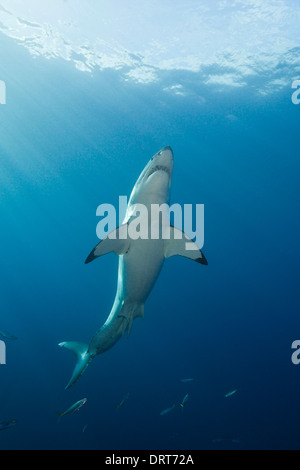 Le grand requin blanc, Carcharodon carcharias, l'île de Guadalupe, Mexique Banque D'Images