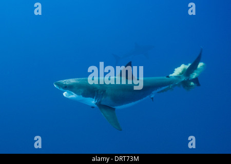 Le grand requin blanc, Carcharodon carcharias, l'île de Guadalupe, Mexique Banque D'Images