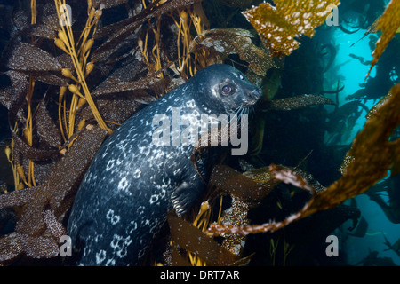 Pacific Harbour, Phoca vitulina richardsi, l'île de Cedros, Mexique Banque D'Images