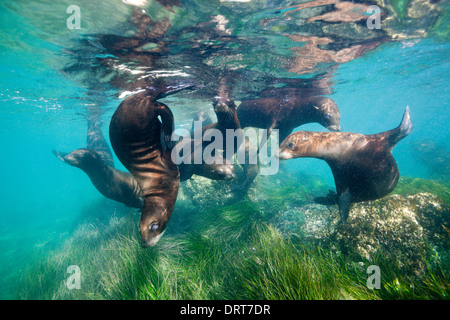 Jouant de Californie, Zalophus californianus, l'île de Cedros, Mexique Banque D'Images