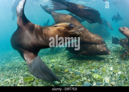 Jouant de Californie, Zalophus californianus, l'île de Cedros, Mexique Banque D'Images